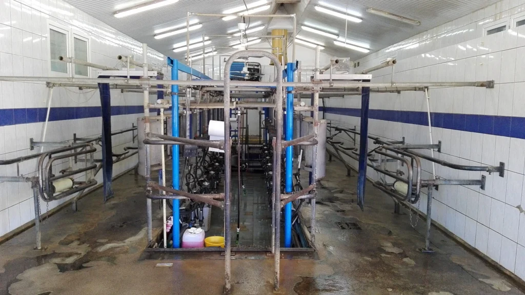 Renovated milking parlour with stainless-steel milking stalls